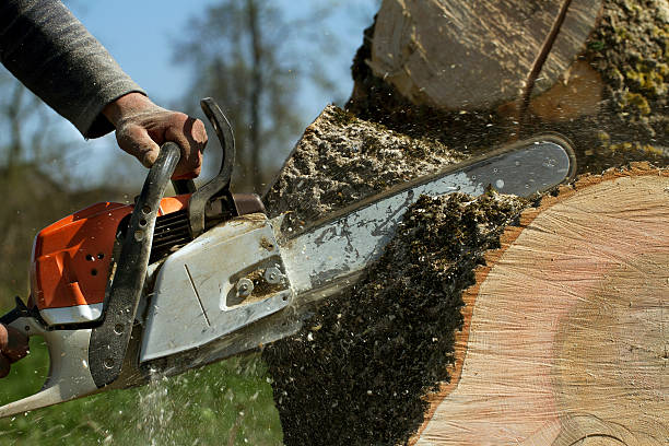 How Our Tree Care Process Works  in  San Francisco, CA